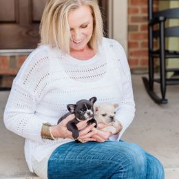 French Bulldogs from Thelma's Bullys