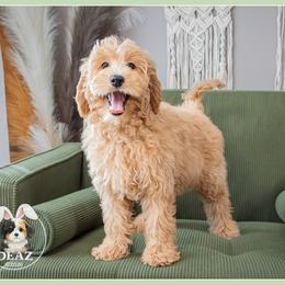 Viviane - Red female Bernedoodle puppy in Connersville, Indiana from Deaz Doodle Ranch