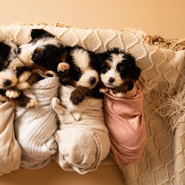 Bernedoodles and Cavapoos from Still Waters Farm