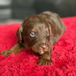 Cedar - Chocolate male Labradoodle puppy in Murray, Utah from Swann's Kennels