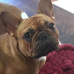 Sienna  - French Bulldog