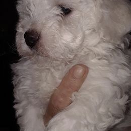 Bichon Frises and Cavalier King Charles Spaniels from Deborah's Puppies