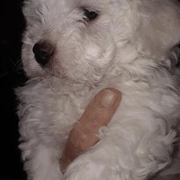 Bichon Frises and Cavalier King Charles Spaniels from Deborah's Puppies