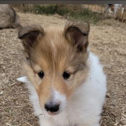 Yellow - White female Collie puppy in Newberry, South Carolina from Country Haven Collies