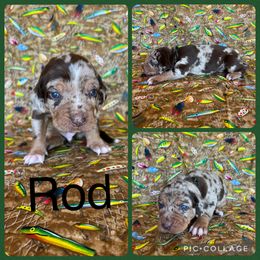 Rod - Red merle male Catahoula Leopard Dog puppy in Forbes, Minnesota from North Country Catahoulas
