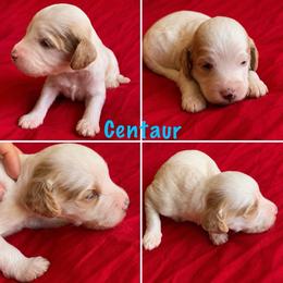 Centaur - Blenheim male Cavapoo puppy in Blanchard, Oklahoma from Curly Q Cavapoos
