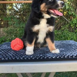 Miniature Australian Shepherd and Toy Australian Shepherd Puppies from Circle E Aussies
