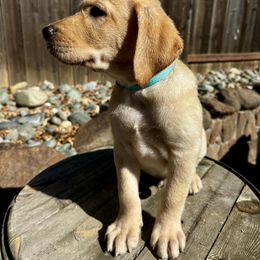 Frodo (Teal Collar) - Yellow male Labrador Retriever puppy in Galt, California from On My Side Kennels