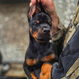 Loki ( CO-OWN ONLY ) - Black and rust male Doberman Pinscher puppy in China Township, Michigan from Snell's Superior Kennel Dobermann & GSP