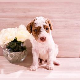 Lime - Parti male Goldendoodle puppy in Kissimmee, Florida from Poodle Doodle Kennels