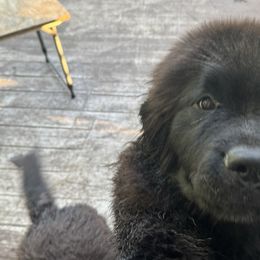 Yellow Collar girl - Black female Newfoundland puppy in St Cloud, Minnesota from BurningEmbers