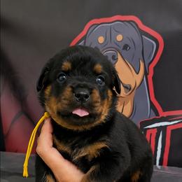Yellow girl - Black and mahogany female Rottweiler puppy in Lake City, Florida from Haus Der Wut Kennels