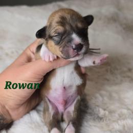Rowan - Sable male Pembroke Welsh Corgi puppy in Lake Elsinore, California from Rose Petal Corgis