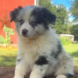 Guinee - Blue merle female Miniature Australian Shepherd puppy in Williamson County, Texas from Raising Star Ranch Toy and Mini Aussies