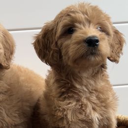 Girl 2 - Apricot Goldendoodle puppy in San Antonio, Texas from Totally Texas Doodles