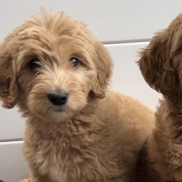 Girl 2 - Apricot Goldendoodle puppy in San Antonio, Texas from Totally Texas Doodles