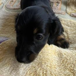 ZUMA - Black and tan female Dachshund puppy in Elizabethtown, Kentucky from Teeny Tiny Puppy Tails
