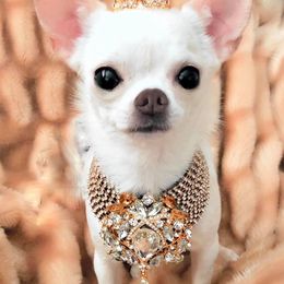 Chihuahuas from Dei’s Chihuahuas