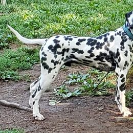 Dalmatians from Roxy's Dalmatians