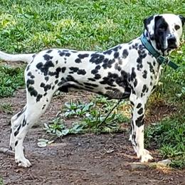 Dalmatians from Roxy's Dalmatians