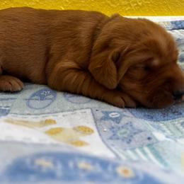 Clubs - Yellow male Labrador Retriever puppy in Melrose, New Mexico from ECMO Farm Dalmatians & Labrador Retrievers