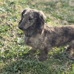 Kosmo - Dachshund