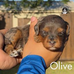 Olive - Tri-color female Bernedoodle puppy in Greenville, Texas from Doodles of Promise