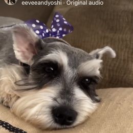 Scarlett - Miniature Schnauzer