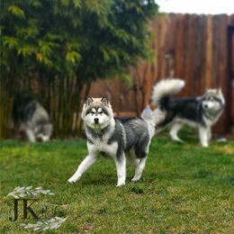 Siberian Husky Puppies from JK Wisteria Huskies
