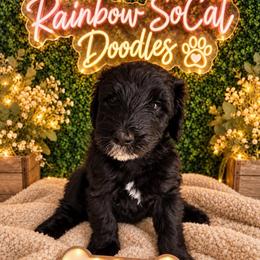Elide - Black female Goldendoodle puppy in Moreno Valley, California from Rainbow SoCal Doodles
