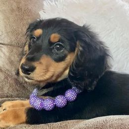 Dachshund and Miniature Schnauzer Puppies from The Bossy Doxie Farm