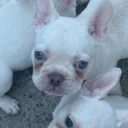 Sweet boy - White male French Bulldog puppy in Hartsville, Tennessee from Blueridge Frenchies