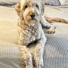 Berkley - Goldendoodle