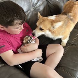Golden Retriever and Pembroke Welsh Corgi Puppies from Silver Myst Acres