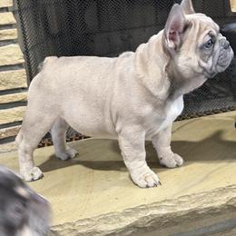 French Bulldog Puppies from Top Billin' Frenchies, LLC