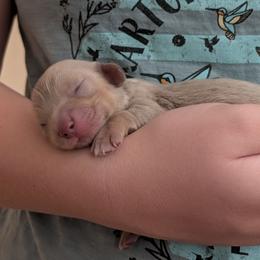 Dachshund puppies from Az's B&B Doxies