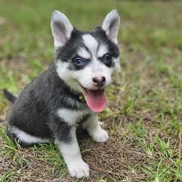 Blue - Blue male Pomsky puppy in Franklinton, Louisiana from VooDoux Farms