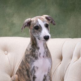 Boy 1 - Whippet puppy in Delano, Minnesota from In Vogue Whippets