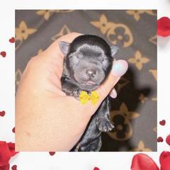 Squirt - Black male Shorkie puppy in Midland, Texas from Southern Yorkie Pies