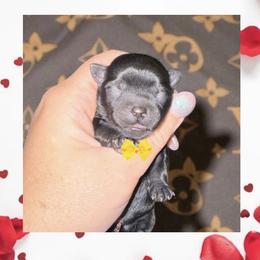 Squirt - Black male Shorkie puppy in Midland, Texas from Southern Yorkie Pies