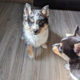 Pomsky Puppies from Wolfpack Pomskies
