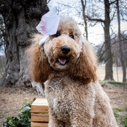 Ruby - Goldendoodle