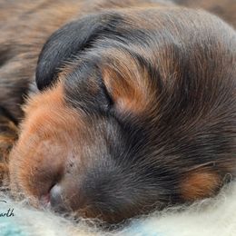 Pink Collar ON HOLD - Red female Dachshund puppy in Zebulon, North Carolina from Salt of the Earth Dachshunds