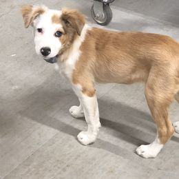 Border Collie Puppies from Burke BC’s