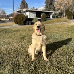 Goose - Light golden male Golden Retriever puppy in Provo, Utah from Rocky Mountain Field Goldens