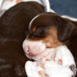 Wyatt AKC - Piebald male Dachshund puppy in De Land, Florida from Pretty Painted Mini Doxies