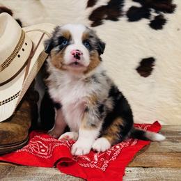 BREYA - Blue merle female Australian Shepherd puppy in Durand, Wisconsin from Larson’s Legacy Aussome Aussie Kennels