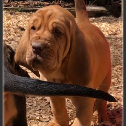 Bloodhound Puppies from Rays Of Sunshine Bloodhounds