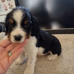 Sycamore - Black white and tan male English Springer Spaniel puppy in Redding, California from Springer's Journey Spaniels California