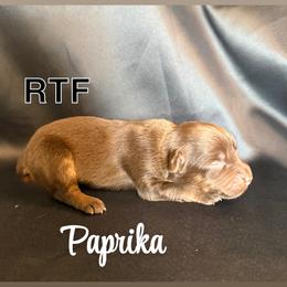 Paprika - Red tri female Miniature Australian Shepherd puppy in Medical Lake, Washington from MAS Gone Rogue